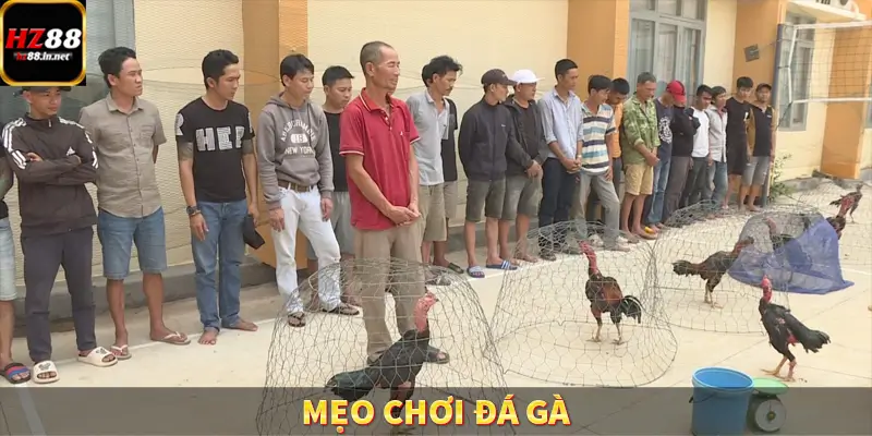 Mẹo Chơi Đá Gà – Thắng Lớn Cùng Chiến Thuật Hữu Ích Tại HZ88