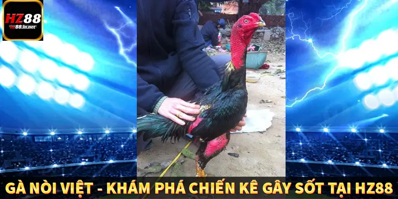 Gà Nòi Việt – Khám Phá Chiến Kê Gây Sốt Tại HZ88