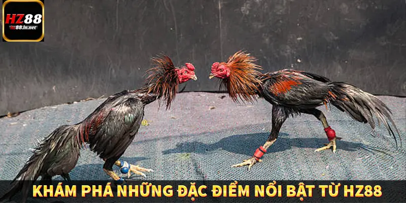 Khám phá những đặc điểm nổi bật từ HZ88