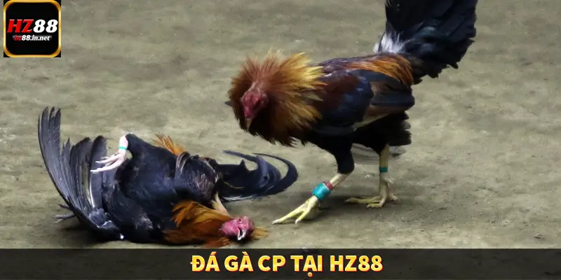 Đá gà CP tại HZ88