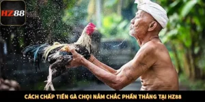 Cách Chấp Tiền Gà Chọi Nắm Chắc Phần Thắng Tại HZ88