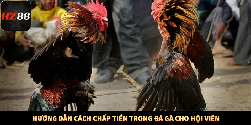 Hướng dẫn cách chấp tiền trong đá gà cho hội viên