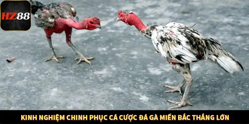 Kinh nghiệm chinh phục cá cược đá gà miền Bắc thắng lớn