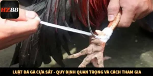 Luật Đá Gà Cựa Sắt - Quy Định Quan Trọng Và Cách Tham Gia