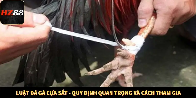 Luật Đá Gà Cựa Sắt - Quy Định Và Cách Tham Gia Ở Trang HZ88 10 Luật Đá Gà Cựa Sắt - Quy Định Quan Trọng Và Cách Tham Gia