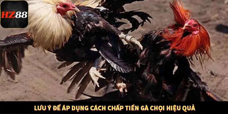 Lưu ý để áp dụng cách chấp tiền gà chọi hiệu quả