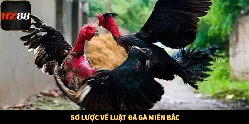 Sơ lược về luật đá gà miền Bắc