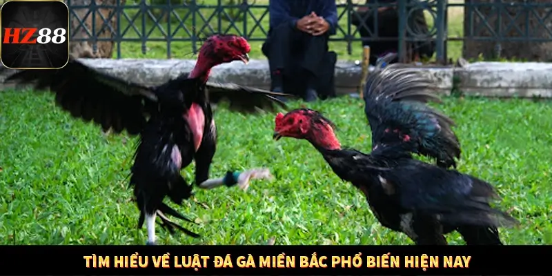 Tìm hiểu về luật đá gà miền Bắc phổ biến hiện nay