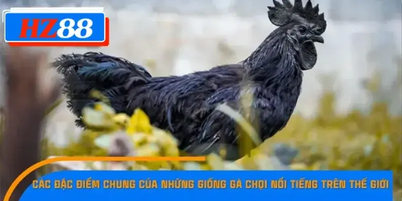Các đặc điểm chung của những giống gà chọi nổi tiếng trên thế giới
