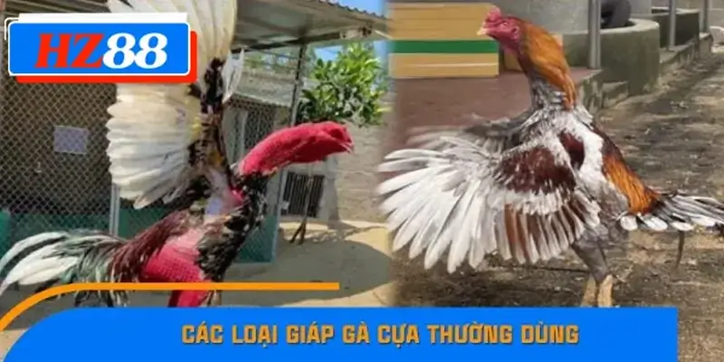 Các loại giáp gà cựa thường dùng