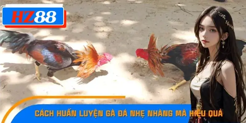 Cách Huấn Luyện Gà Đá Nhẹ Nhàng mà Hiệu quả Cực Cao