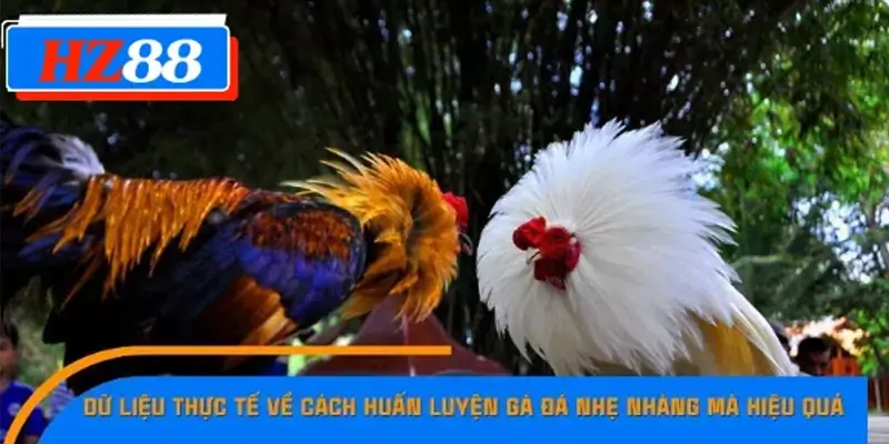 Dữ liệu thực tế về cách huấn luyện gà đá nhẹ nhàng mà hiệu quả