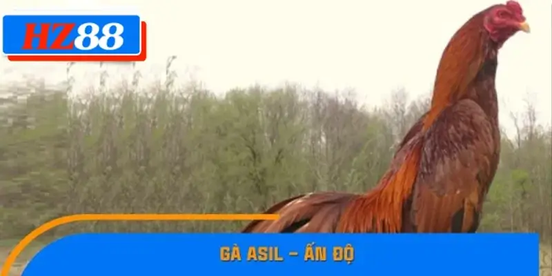 Gà Asil – Ấn Độ
