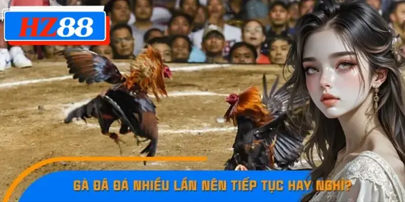 Gà Đã Đá Nhiều Lần Nên Tiếp Tục Hay Nghỉ Bí Kíp Cao Thủ 789F