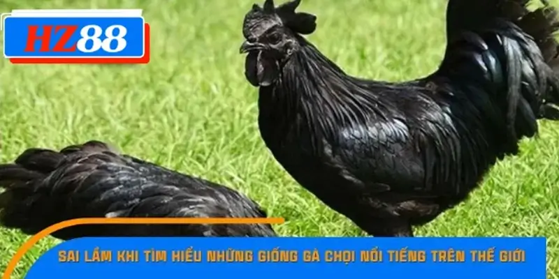 Sai lầm khi tìm hiểu những giống gà chọi nổi tiếng trên thế giới