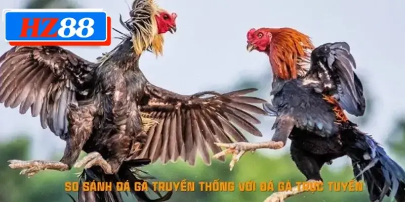 So sánh đá gà truyền thống với đá gà trực tuyến