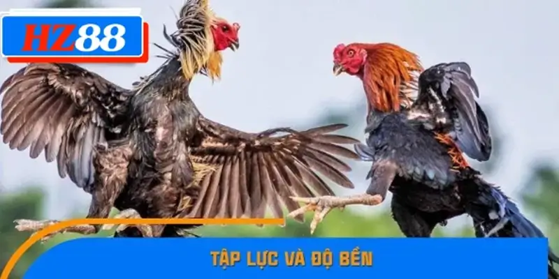 Tập lực và độ bền Tập lực và độ bền