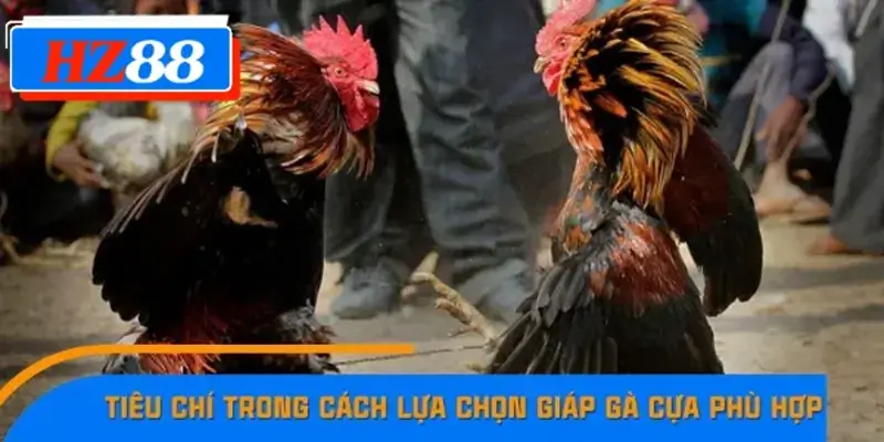 Tiêu chí trong cách lựa chọn giáp gà cựa phù hợp