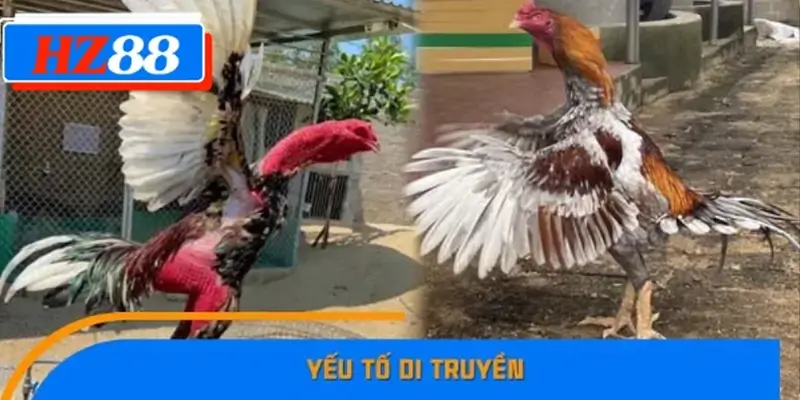 Yếu tố di truyền Yếu tố di truyền